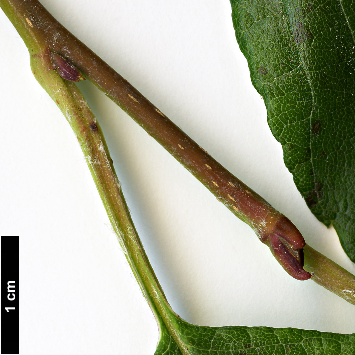 High resolution image: Family: Rosaceae - Genus: Sorbus - Taxon: coronata